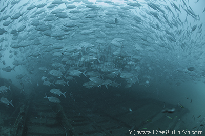 Big Eye Trevally